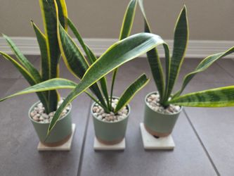 Healthy Cute Snake plant