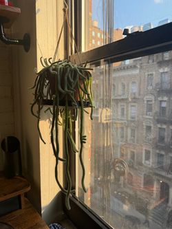 Mature Trailing Cactus Plant - 2 Ft Trailing - Beautiful Hanging Plant