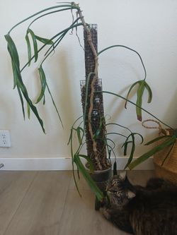 Philodendron Paloraense