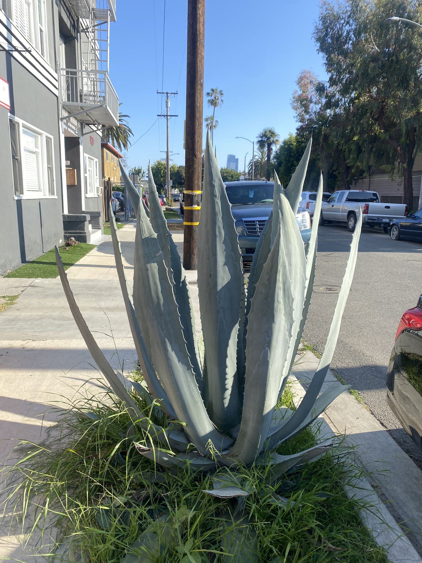 Free agave Plant 