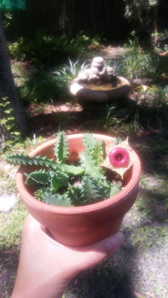 Potted succulent