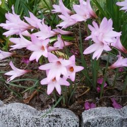 Blooming Plants For Sale 