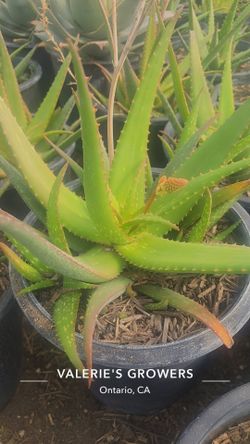 Aloe 'Rooikappie'