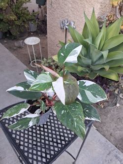 RARE. Philodendron RED ANDERSON Plant $48
