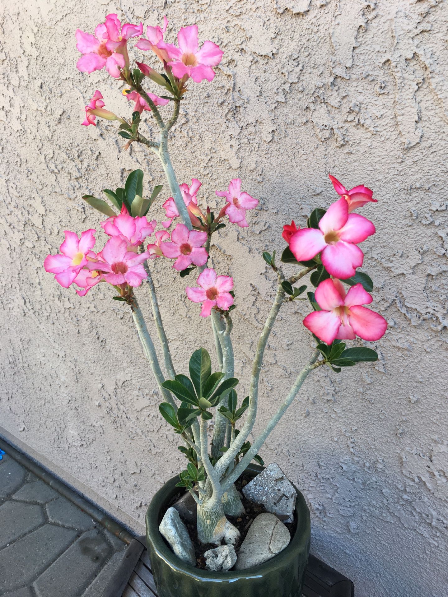 Beautiful desert rose in a ceramic pot