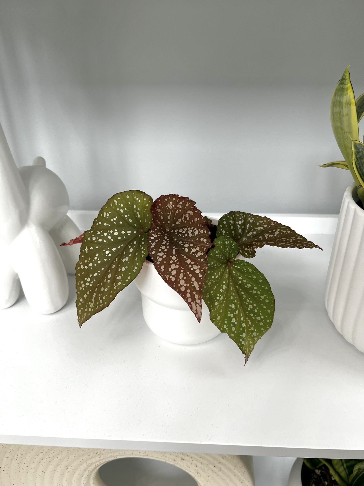 Live Plant With 4inch Pot