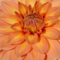 Dahlia Nicholas Clamp, Plus 100 + Varieties !