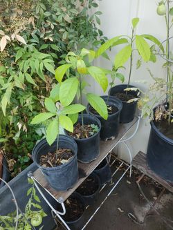 Avocado plants