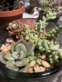 Succulent Plants 