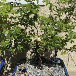 Bonsai Chinese Elm In 10 Inch Wide Blue Bonsai Pot $90 Firm