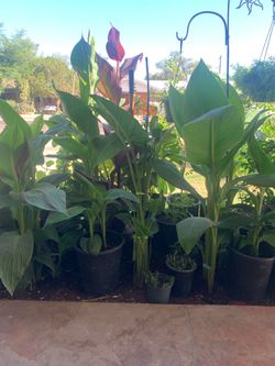 Part three of the many great plants available for sale