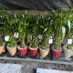 Lucky Bamboo In Ceramic Pot. SPECIAL PRICE 🤩