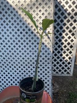 Lavender/White Plumeria