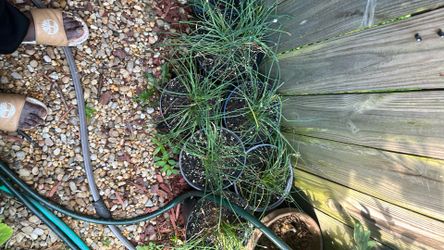 Chives