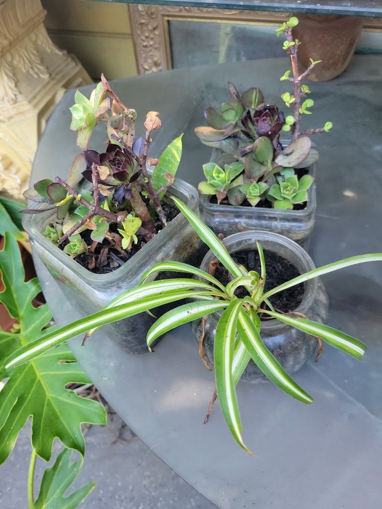 3 Set Of Small Plants