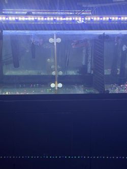 Fish tank