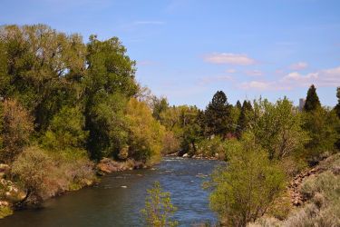 A Beautiful View Of The Truckee River Glowing Through The Forest 