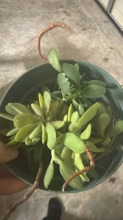 Free plants