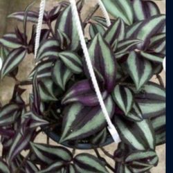 Beautiful Ornamental Plant 🪴 