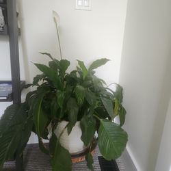 Lush Peace Lily Plant 