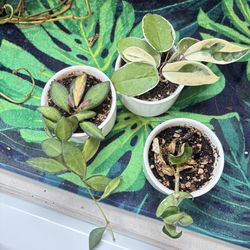 Bundle of rare variagated  hoya plants
