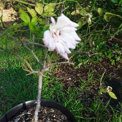 Huge 2 Color Pink Flower And/white  Rose Tree In Beautiful Huge Pot  In Weeki Wachee Spring Hill