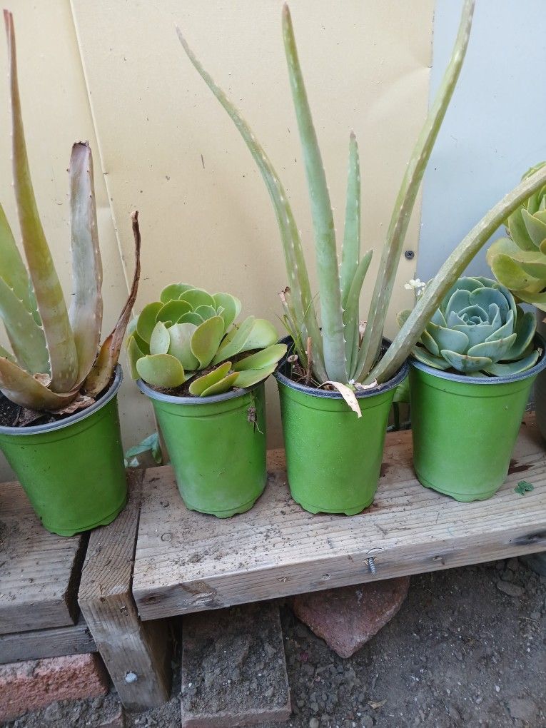 Plants