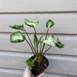 4” syngonium godzilla