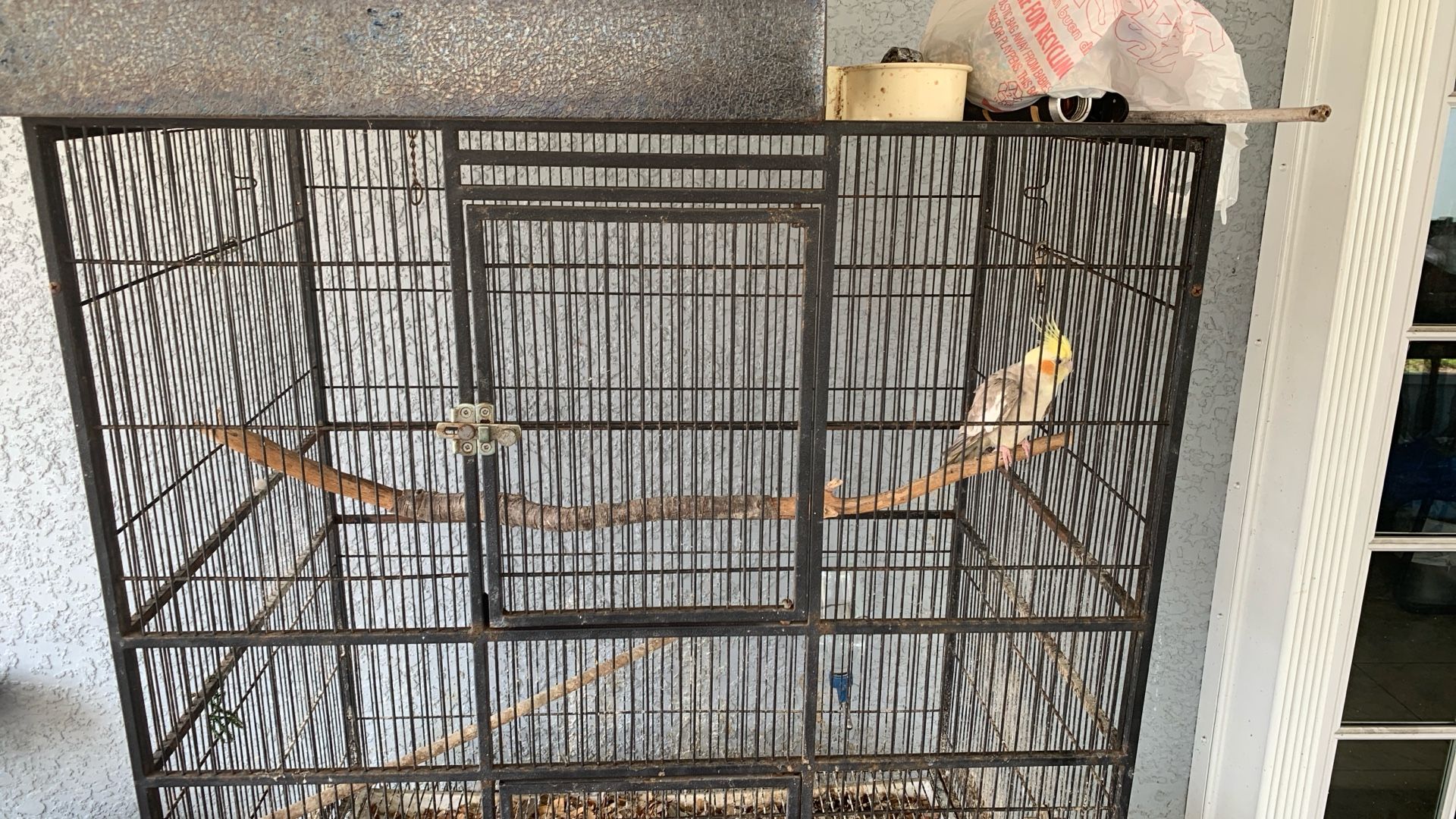 🦜 Beautiful Cockatiel + Large Cage + 2 Extra Cages! 🏡🐦 (Town & Country Tampa - Pickup Only)