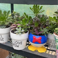 Beautiful Succulent Gifts Available 