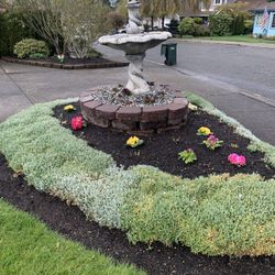 “SNOW IN SUMMER”. Plant That Multiplies Quickly