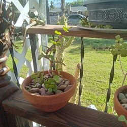 Small bonsai ten each