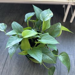 Pothos Plant 