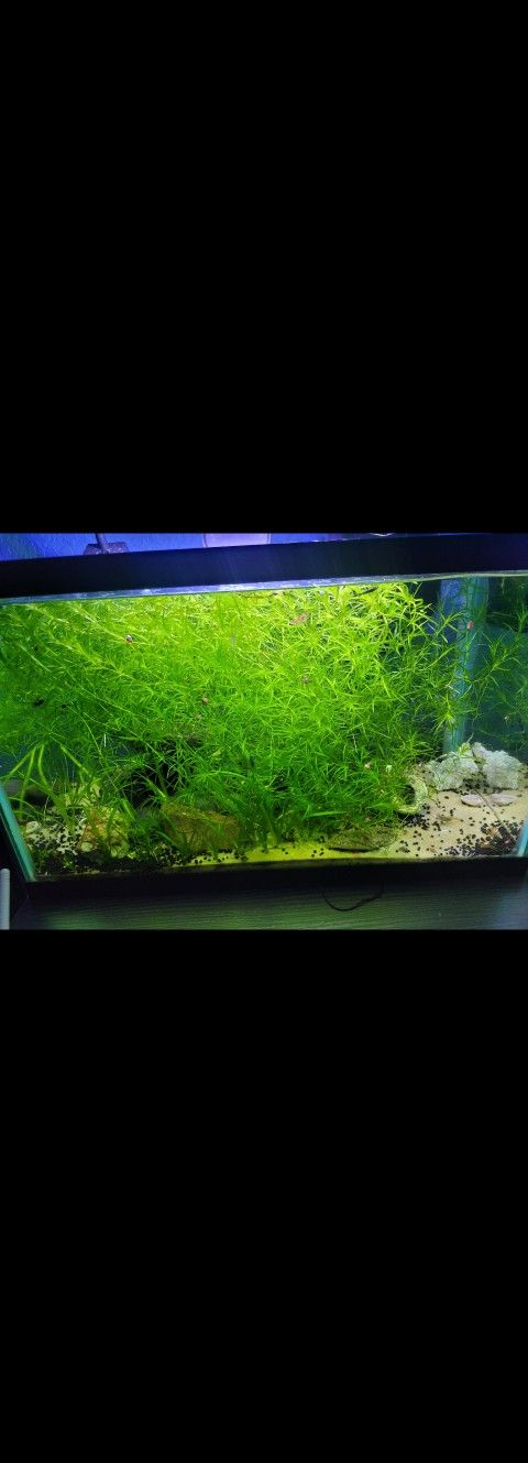 Guppy grass decor for aquarium