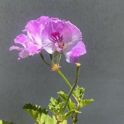 Geranium Pelargonium Cola Bottle Plant 