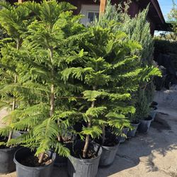 Pinos Norfolk 7gallones 5ft Tall 