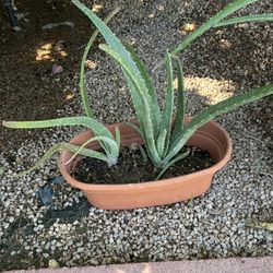 Aloe Vera Plant 