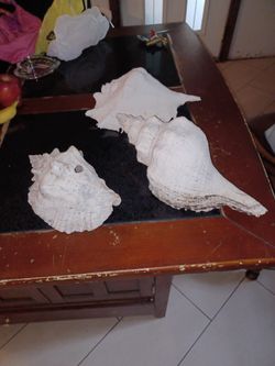 3 Large Sea Shells