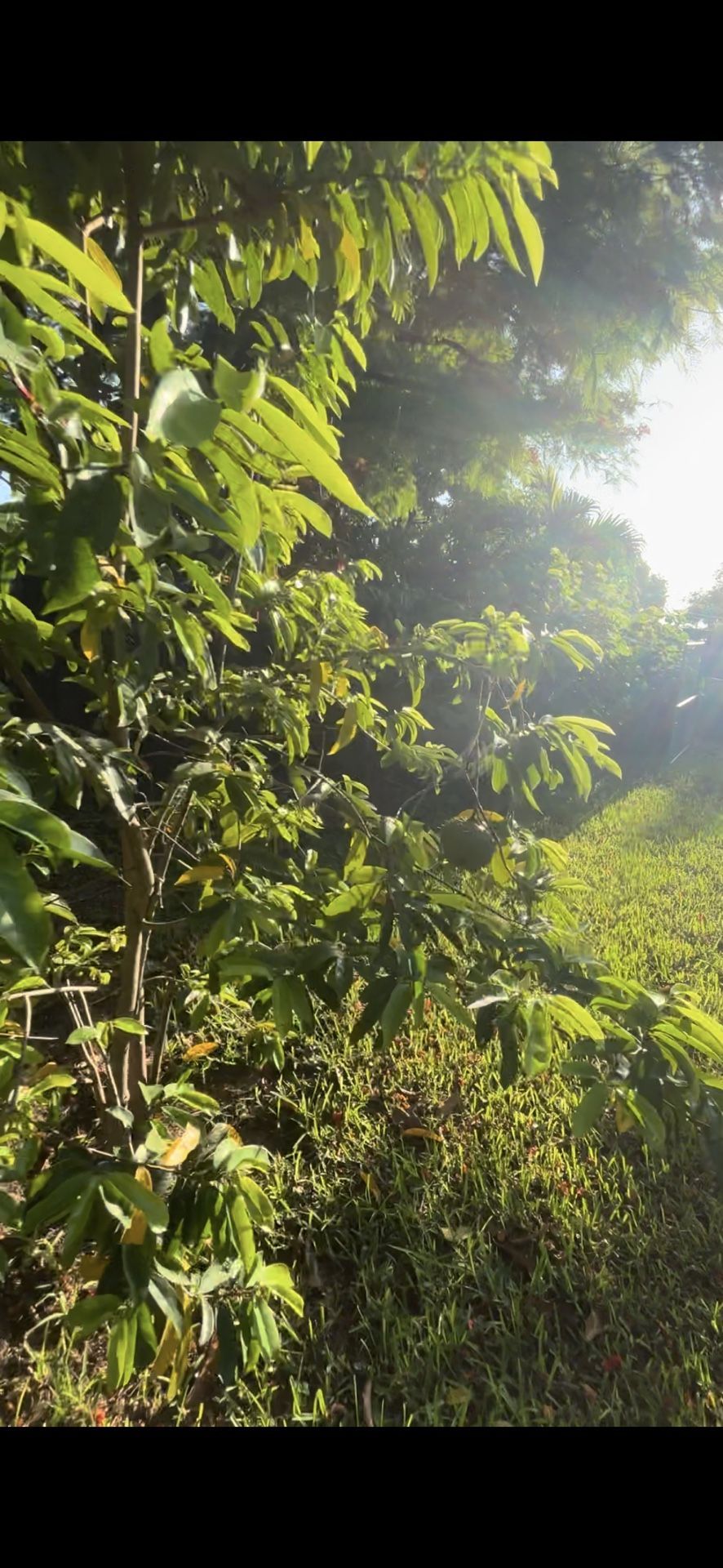 Fresh Soursop Leaf