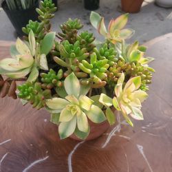 Mix Succulents 