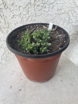 6 Inch Pot Succulent Plant - Stomatium Mustelinum - Surface Covering - Rooted & Established Plant - Drought Resistant - 🪴