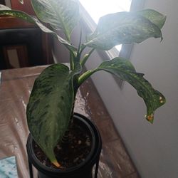 Dieffenbachia Plant 