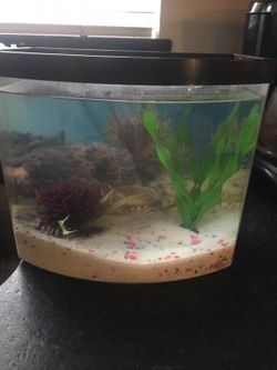 Fresh water fish tank