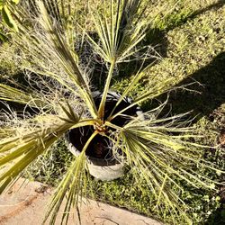 Mexican Palm