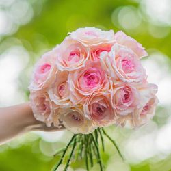 Rare Chinese Rose Plant-Yuwansha