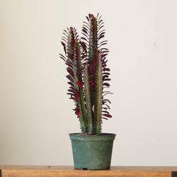 $5 Euphorbia Trigona Succulent (African Milk Tree)