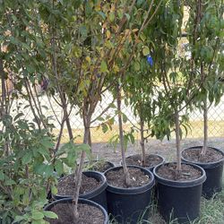 Fruit trees