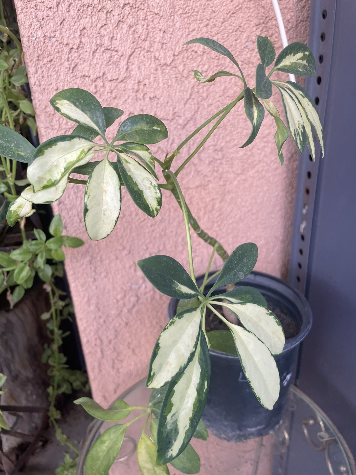 HERMOSAS PLANTAS NATURALES “UMBRELLA PLANT