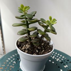 Jade Plant 