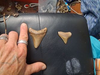Fossil Megladon Teeth